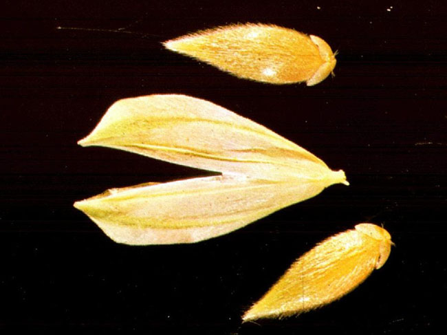 Phalaris Brachystachys seeds with glume and floret